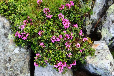 Karpatlar 'da çiçek açan rhododendron
