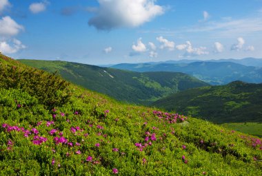Karpat Dağları 'nda çiçek açan rododendron