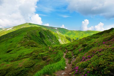 Karpat Dağları 'nda çiçek açan rododendron