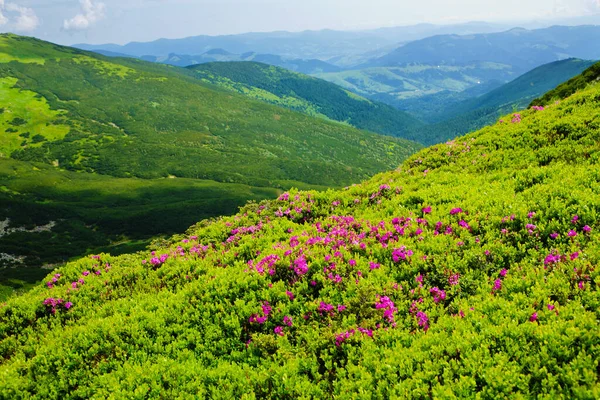 Rododendro Florescente Nas Montanhas Dos Cárpatos — Fotografia de Stock