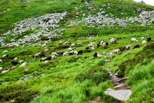 Sheep Slopes Carpathian Mountains — Stock Photo, Image