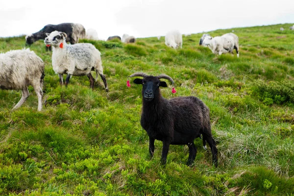 Moutons Sur Les Pentes Des Carpates — Photo