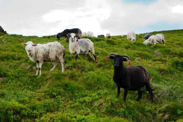 Moutons Sur Les Pentes Des Carpates — Photo