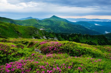 Karpat Dağları 'nda çiçek açan rododendron