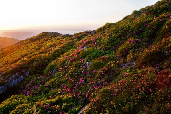 Blooming Rhododendron Carpathian Mountains — Stock Photo, Image