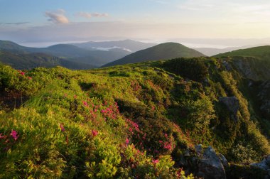 Karpatlar 'da çiçek açan rhododendron