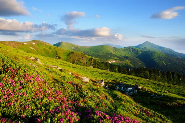 Vista Maravilhosa Das Montanhas Com Rododendro Florido — Fotografia de Stock