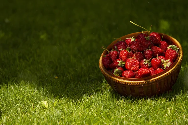 Fresas Una Cesta Hierba Sombra Los Árboles Jardín Día Verano — Foto de Stock