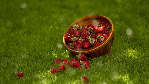 Fresas Una Cesta Hierba Sombra Los Árboles Jardín Día Verano — Foto de Stock