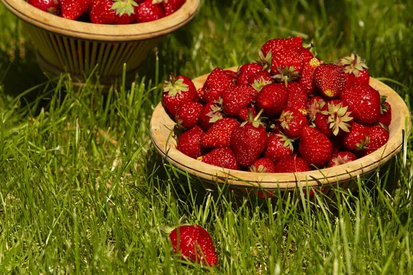 Fresas Una Cesta Hierba Sombra Los Árboles Jardín Día Verano — Foto de Stock