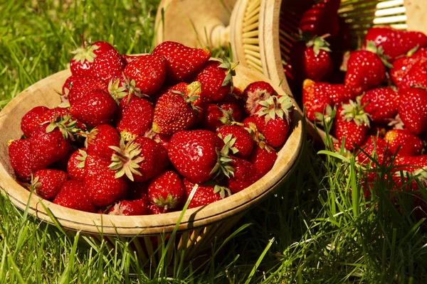 Fresas Una Cesta Hierba Sombra Los Árboles Jardín Día Verano — Foto de Stock