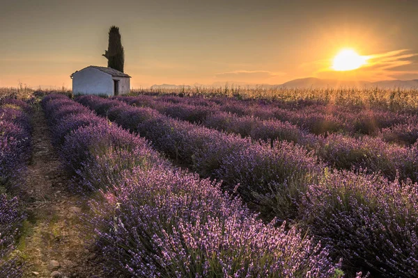 plato de valensole provence