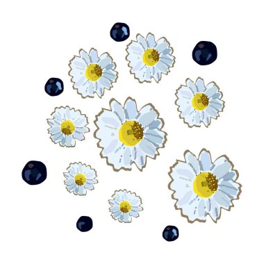 Yeni bir set. Papatya çiçeği ve yabanmersini. Sulu Clipart