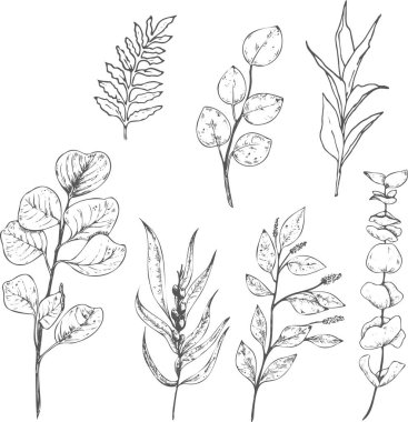 Beyaz arkaplanda el çizimi yapraklar.