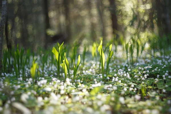 Polana Lesie Mnóstwem Lilii Dolinie — Zdjęcie stockowe