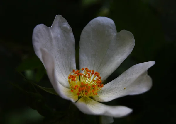 Kwiat Ciemnym Otoczeniu — Zdjęcie stockowe