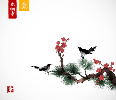 Çam ağacı ve sakura çiçeği dallarda oturan siyah kuş. Pirinç kağıdı arka plan. Geleneksel oryantal mürekkep boyama sumi-e, u-sin, go-hua. Hiyeroglif - zen, özgürlük, doğa, güzellik