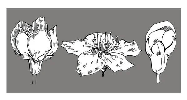 Ensemble Dessins Vectoriels Floraux Pomme Fleurit Sur Fond Gris Illustration — Image vectorielle