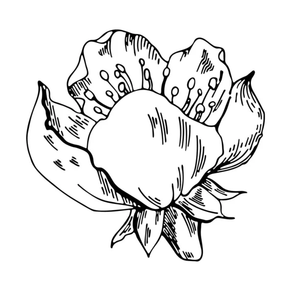 Dessin Vectoriel Fleurs Fleurs Pomme Sur Fond Blanc Illustration Florale — Image vectorielle