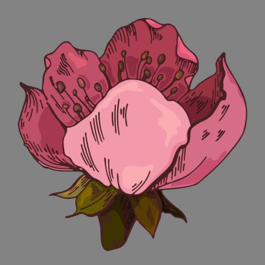 Renkli çiçek vektör çizimi. Gri arka planda elma çiçekleri. Vektör çiçek çizimi. Gri bir arka planda renkli çiçek elementi. Yazdırma, web siteleri, tekstil, ambalaj kağıdı için kullanılabilir.