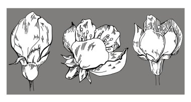 Çiçeksel vektör çizimleri. Gri arka planda elma çiçeği. Vektör çiçek çizimi. Gri bir arka planda çiçek elementi. Yazdırma, web siteleri, tekstil, ambalaj kağıdı için kullanılabilir.