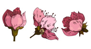 Çiçeksel vektör çizimleri. Beyaz arka planda elma çiçeği. Vektör çiçek çizimi. Beyaz arka planda çiçek elementi. Yazdırma, web siteleri, tekstil, ambalaj kağıdı için kullanılabilir.