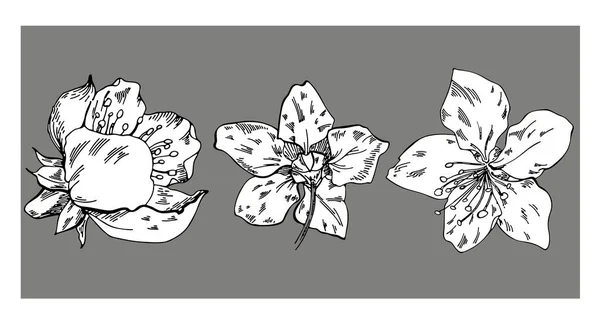 Ensemble Dessins Vectoriels Floraux Pomme Fleurit Sur Fond Gris Illustration — Image vectorielle