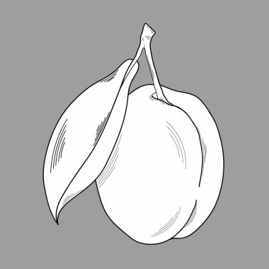 Gri arkaplandaki eriklerin vektör çizimi. Organik vejetaryen ürün. Erik, restoran veya ambalaj menüleri, etiketler, posterler, baskılar için kullanılır. Grafik. Meyvenin vektör görüntüsü. Siyah özet.