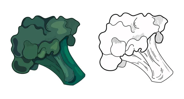 Ilustração Vetorial Brócolis Sobre Fundo Branco Produtos Vegetarianos Orgânicos Conjunto — Vetor de Stock