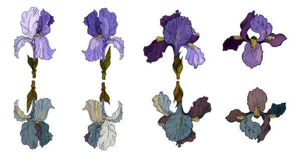 Vektör Irisleri Vektör Çiçeklerinin Botanik Çizimi Pankart Tasarım Tekstil Baskı — Stok Vektör