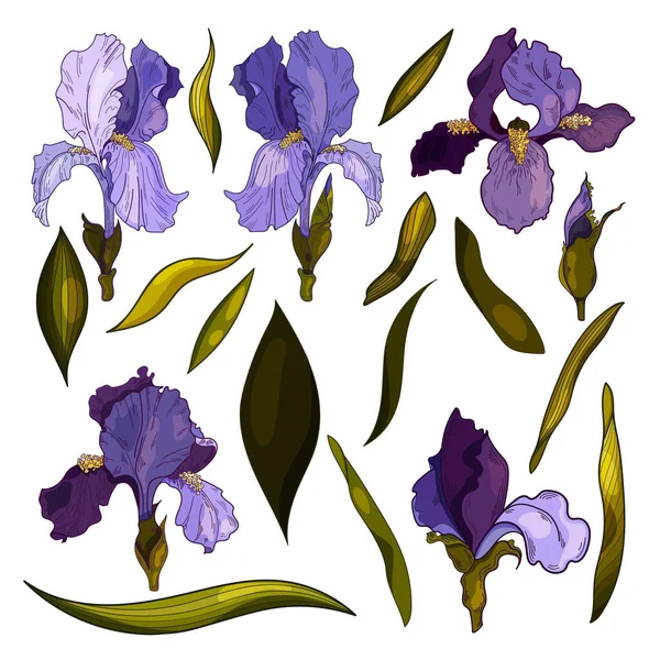 Σύνολο Διανυσματικών Ίριδων Βοτανική Απεικόνιση Των Διανυσματικών Λουλουδιών Χρήση Για — Διανυσματικό Αρχείο