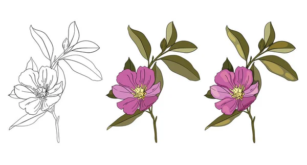 Çiçeklerin Vektör Çizimi Beyaz Arka Planda Helleborus Çiçekleri Pembe Rengin — Stok Vektör