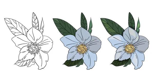 Набір Векторних Ілюстрацій Квітів Квіти Helleborus Білому Тлі Квітковий Елемент — стоковий вектор