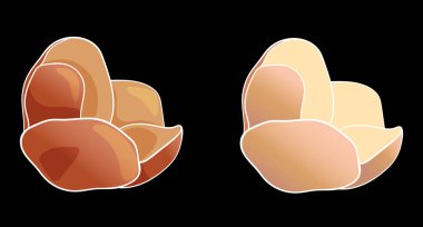 Helleborus 'un siyah arkaplanda vektör illüstrasyonu.Kutlama kartı, davetiye, tasarım, broşür, poster, afiş, el ilanı, baskı, paket kağıdı, tekstil ve web siteleri için illüstrasyon. Turuncu renkli çiçekler.