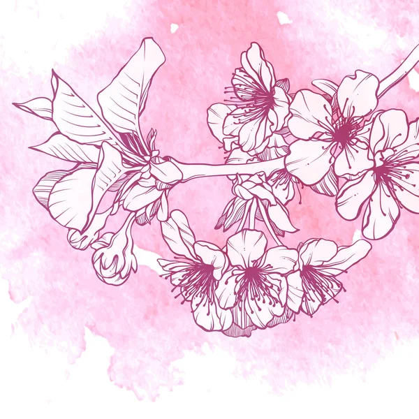 Rama de cerezo floreciente — Vector de stock