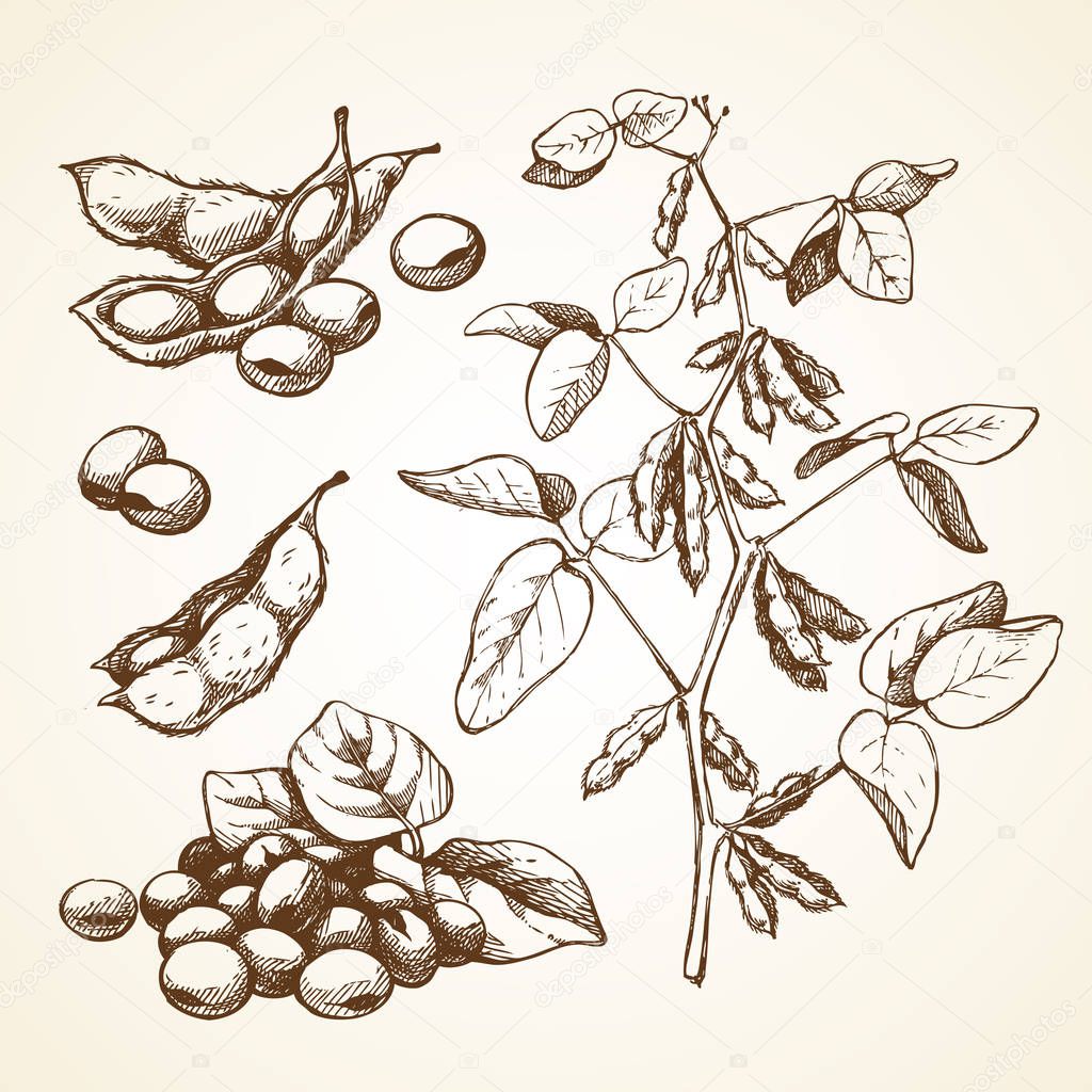 Hand drawn graphic sketch vector illustration set of soy beans