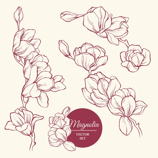 Set di fiori magnolia. Illustrazione del vettore schizzo . — Vettoriale Stock