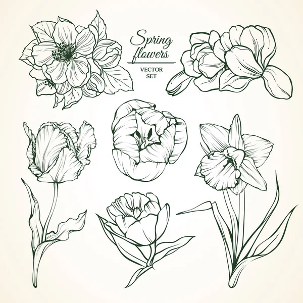 Set of spring flowers magnolia tulip daffodil blossom. Sketch vector illustration. — Stock Vector