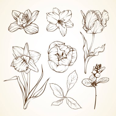 Çiçek orkide lily Lale nergis çilek kümesi. Sketch vektör illustratio.
