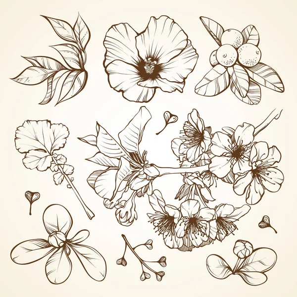 Conjunto vectorial de ilustraciones gráficas lineales - flores, hojas — Vector de stock