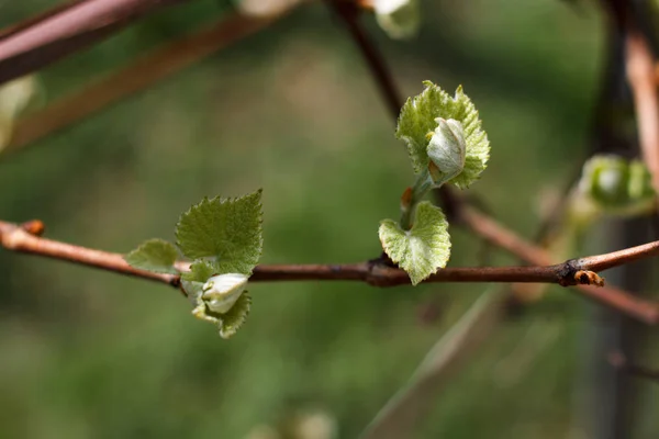 Våren blommande rod gren — Stockfoto