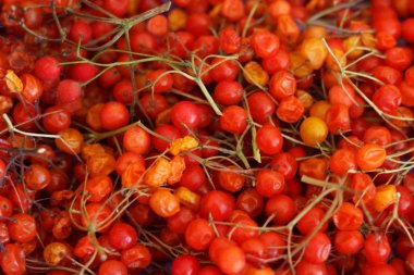 Kırmızı guelder-gül kurur kırık