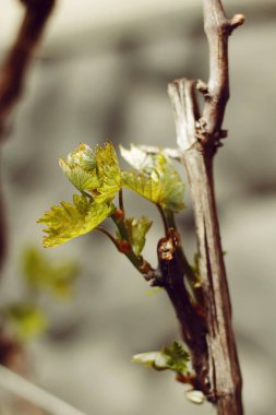 Küçük büyüyen yaprakları ile çubuk Şubesi