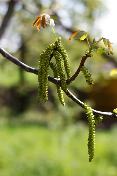 Na jaře kvetoucí ořech — Stock fotografie