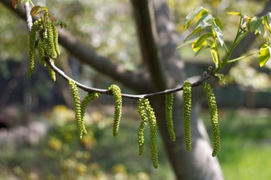 Bahar çiçek açması ceviz