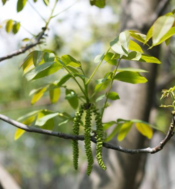 ilkbaharda çiçek açması ceviz