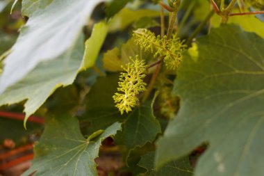 Küçük üzüm kümeleriyle çubuk Şubesi