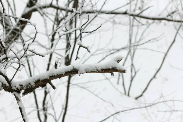 Rami d'albero coperti di neve durante una bufera di neve — Foto Stock