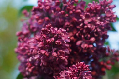 Yapraklardan ve mavi gökyüzünden yeşil bir zemin üzerinde çiçek açan leylak ağacı.