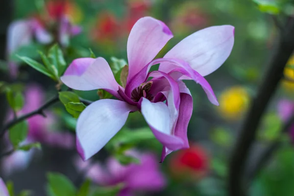 Gentle beauty flowering magnolia purple color in spring garden on green background